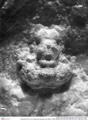 Historisches Foto von Lecythocaris paradoxa (von Meyer, 1858) (NHMW-AFW-GEO-BACHMAYER-FOTO-1990-0041-0905)